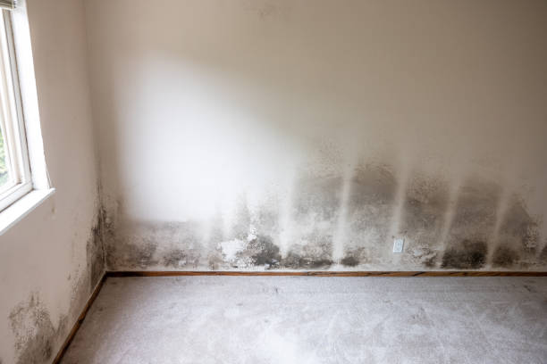 Best Emergency Mold Remediation  in Rice, TX